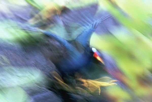 FL, Everglades NP Abstract of purple gallinule